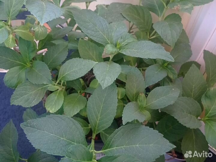 Гортензия крупнолистная