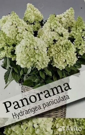 Гортензия Бабл Гам, Литл Спуки, Пан