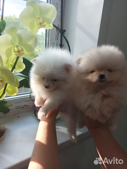 Померанские мишки