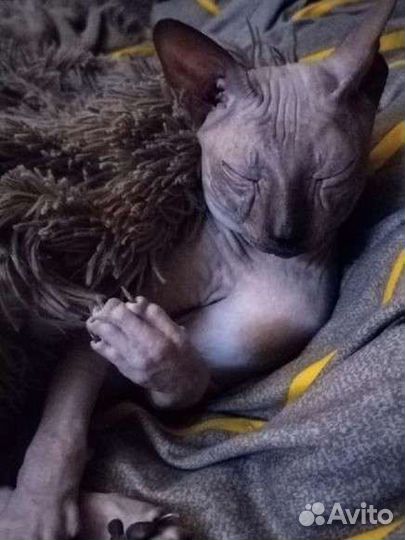 Донской сфинкс вязка