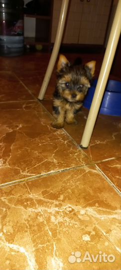 Йоркширский терьер щенки девочки и мальчики