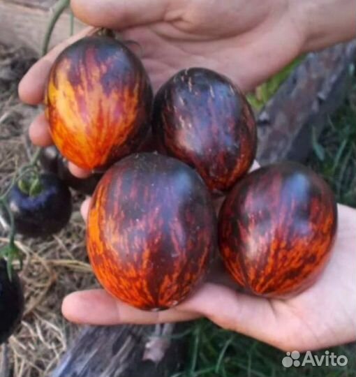 Томат Гаргамель семена