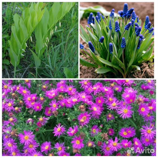 Астра осенняя, лиатрис