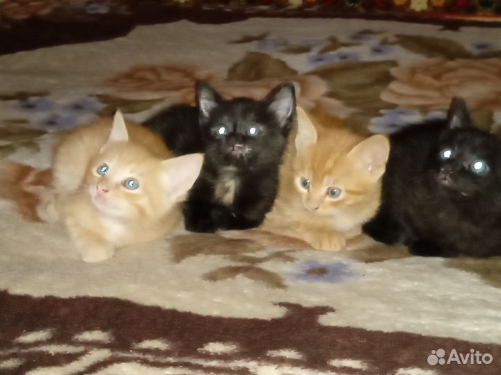 Котята в добрые руки
