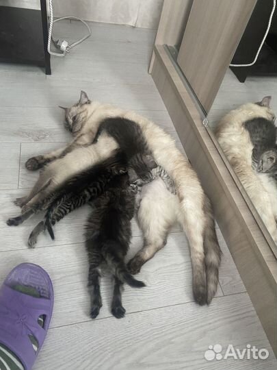 Кошки в добрые руки