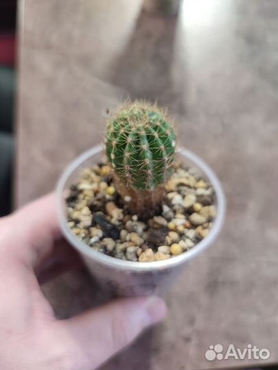 Кактусы и крассулы