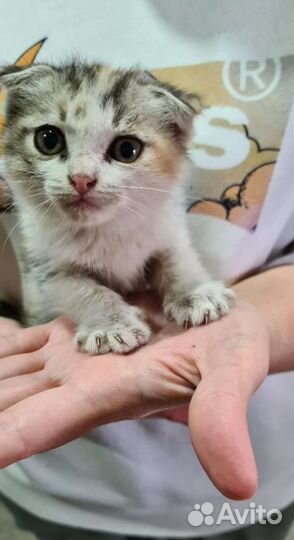 Малюсенький котёнок