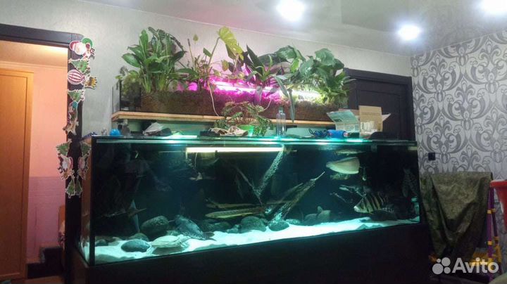 Аквариум