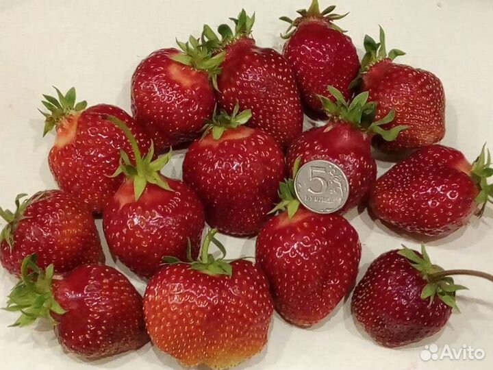 Клубника Ароза, рассада