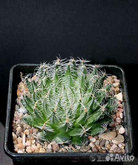 Хавортия Паутинная