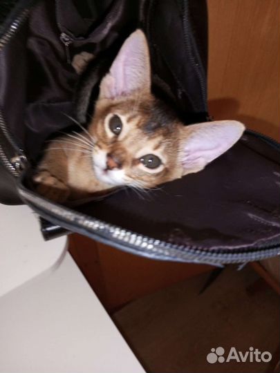 Абиссинский котёнок