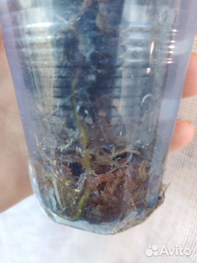 Сингониум Австралия, Конфетти триколор