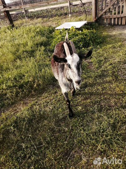 Коза дойная альпийская