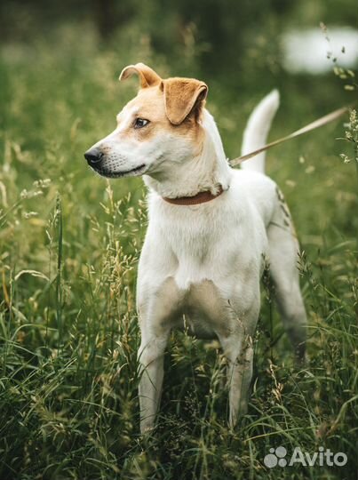 Собака с ангелом на мордочке в дар