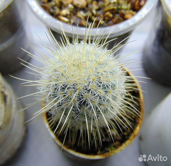 Кактусы маммилярии