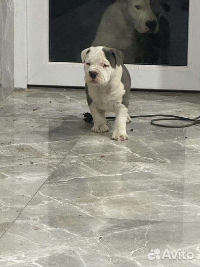 Щенок Амстаффа