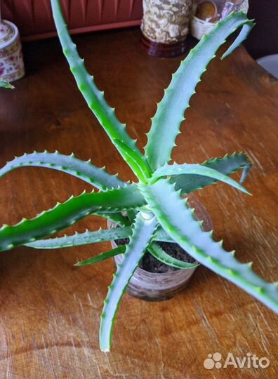 Алоэ древовидное (Столетник)