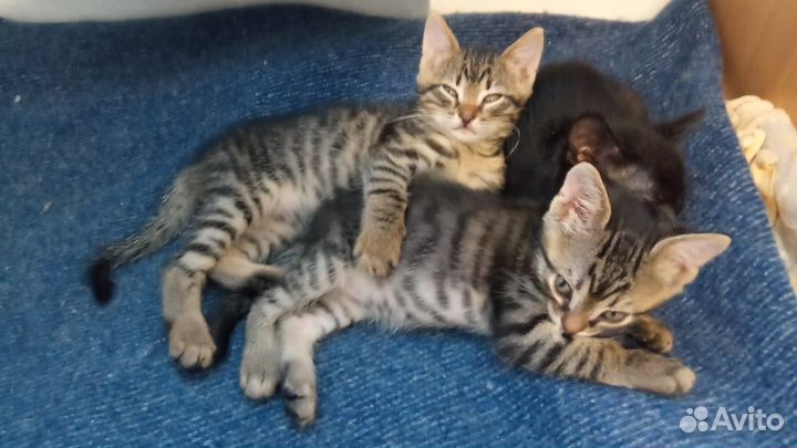 Котята в добрые руки даром бесплатно