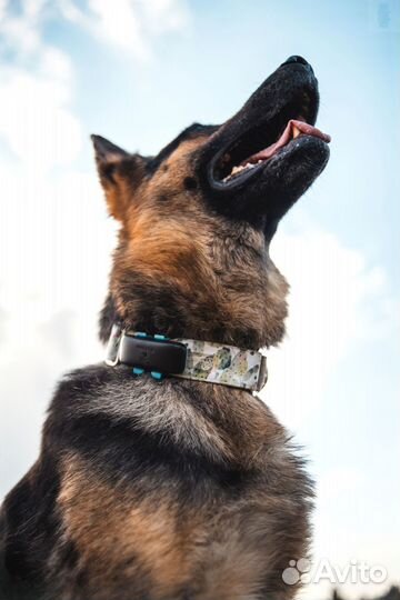 Ошейник для охоты