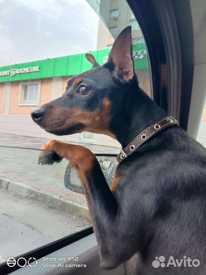 Вязка Цвергпинчер