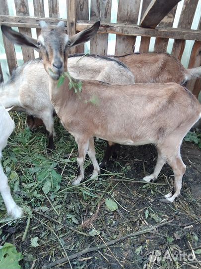 Козы покрытые