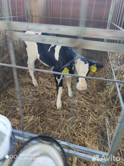 Телята галштины