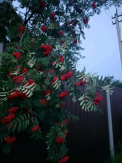 Участок 10 сот. (СНТ, ДНП)