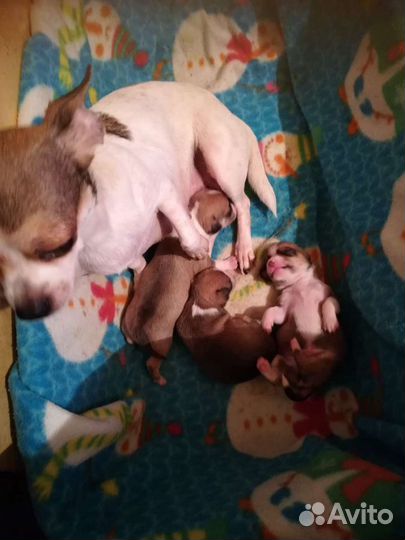 Супер мини чихуахуа