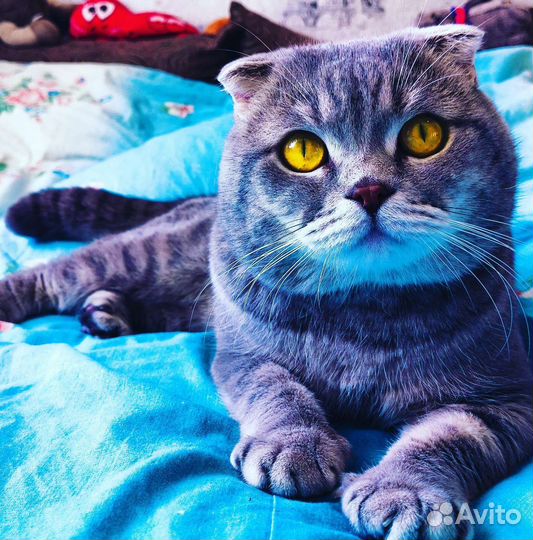 Ищу жену Шотландский вислоухий кот для вязки