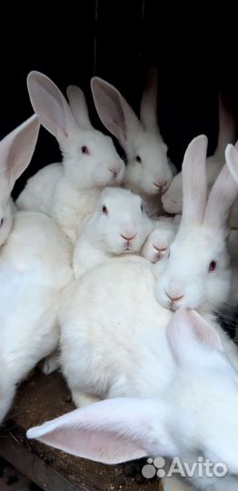 Куры, петушки