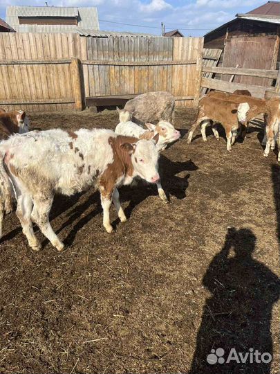 Бычки и телята