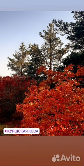 Индивидуальные экскурсии по Калининграду и области