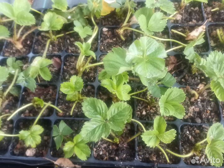 Рассада клубники