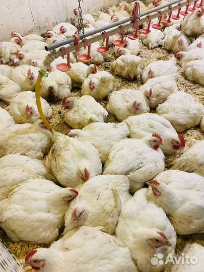 Мясо домашнее цыплят бройлеров