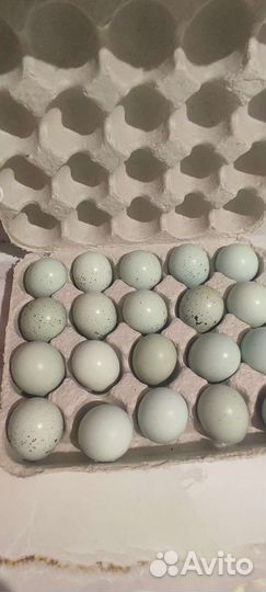 Инкубационное яйцо перепелов селадонов
