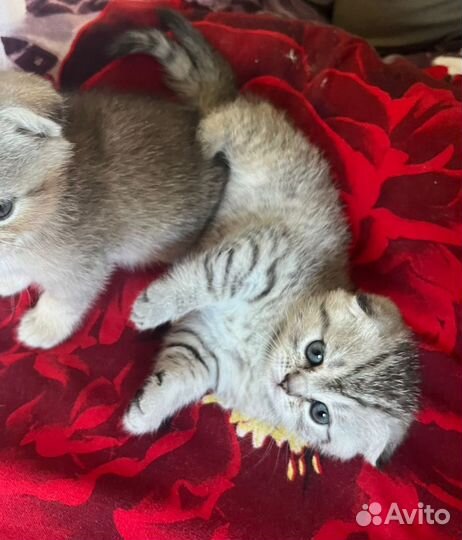 Шотландские вислоухие котята