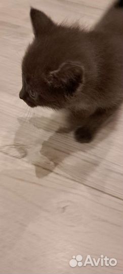 Кошка
