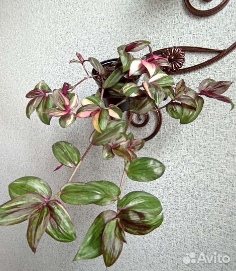 Традесканция zebrina purpusii Brukner