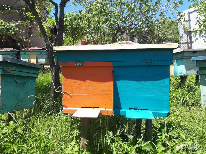 Продаеться ульи с пчелами