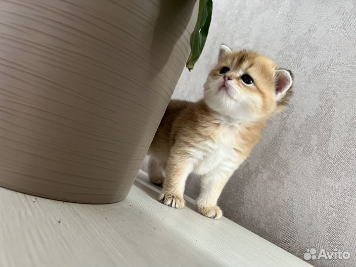 Британские котята