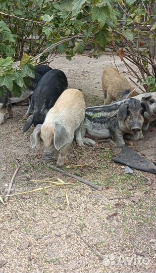 Поросята венгерской мангалицы