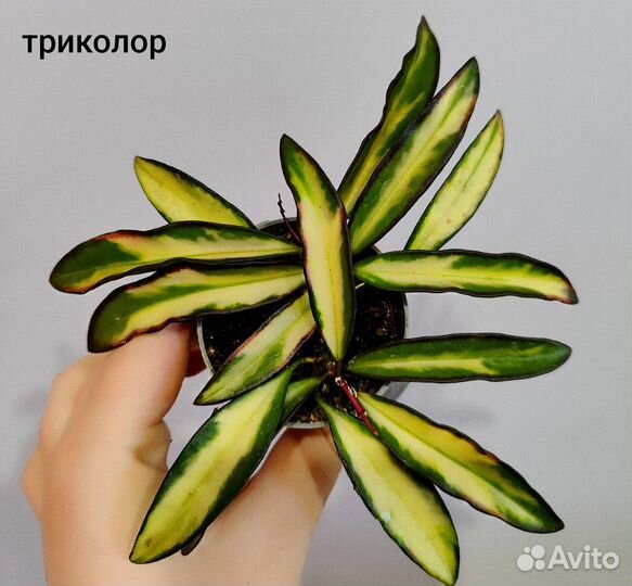 Хойя микс d6