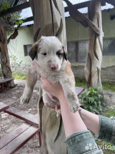 Собака в добрые руки щенок