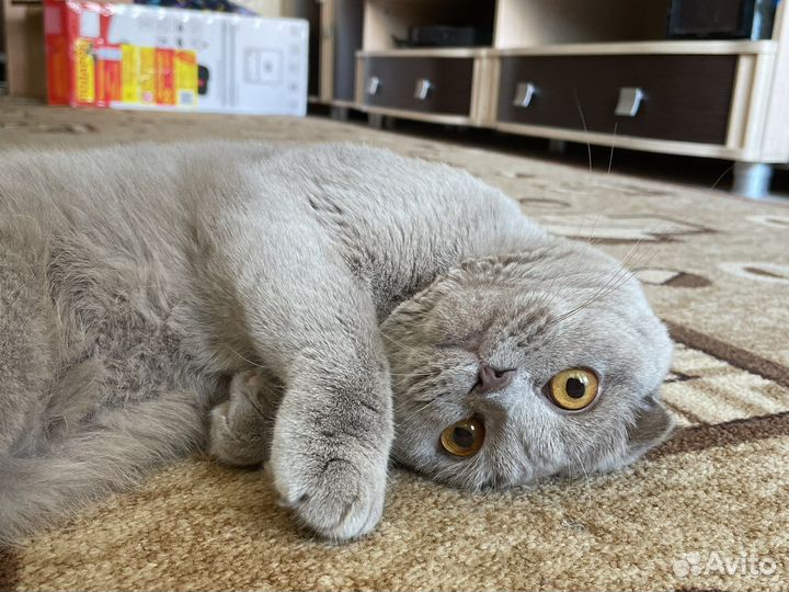 Скоттиш-Фолд вязка