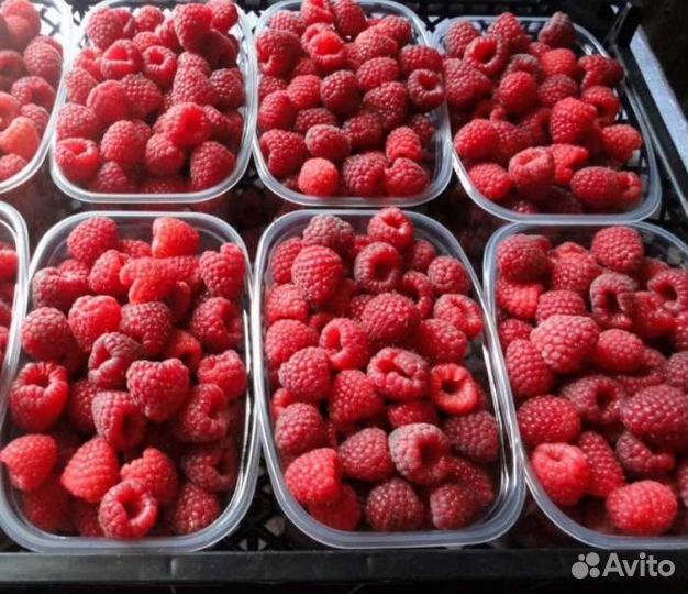 Малина (саженцы) 18сортов, новинки 2022г