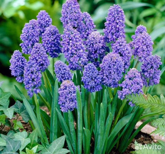 Мускари луковицы