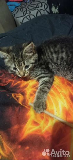 Котята в добрые руки бесплатно