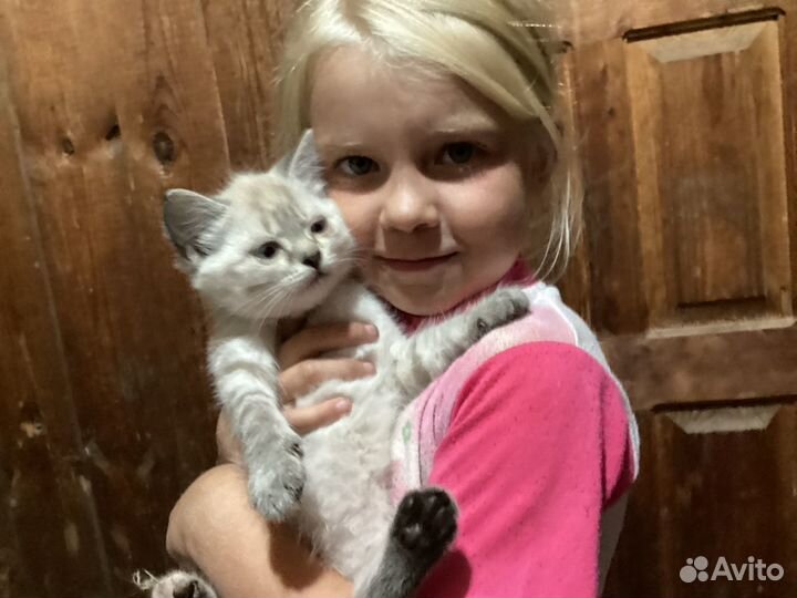 Кошки в добрые руки