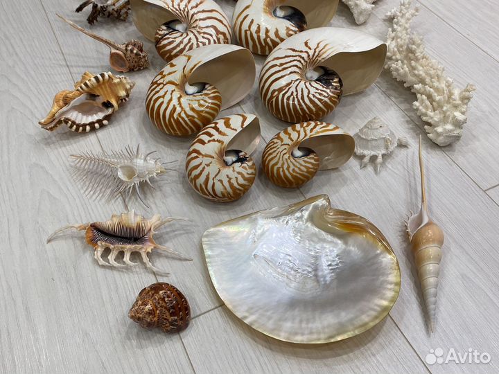 Ракушки Наутилус Рынды Якоря Штурвалы и др
