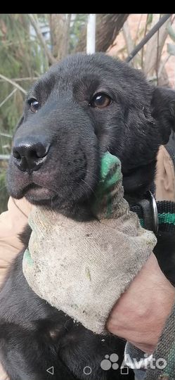 Собака немецкий шарпей